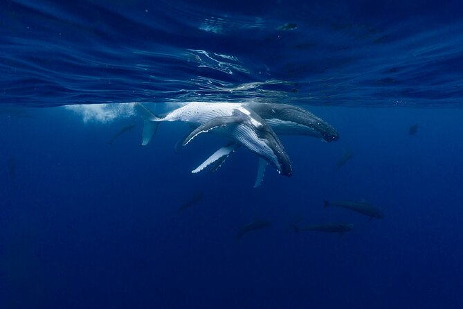 Shared Whale Expedition - Entering the water with the whales