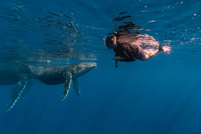 Shared Whale Expedition - The other animals you might see