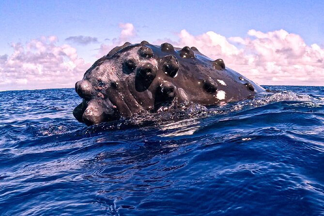 Shared Whale Expedition - Why the six-person limit matters