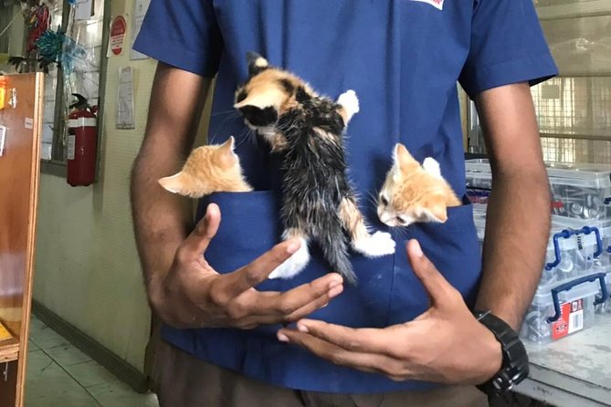 Shelter Visit & Tour - Cuddling, walking, and playing with shelter animals