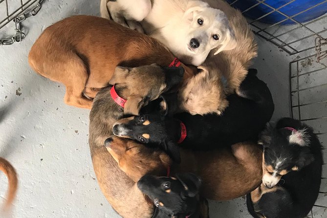 Shelter Visit & Tour - Best for families and committed animal lovers