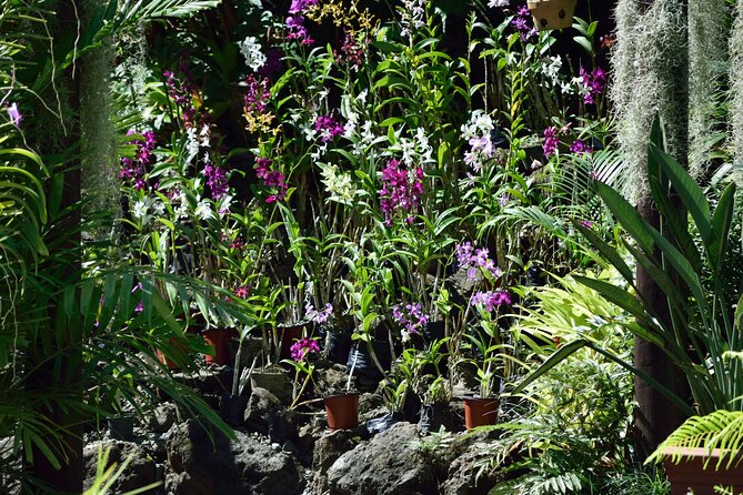 Shore Excursion-Nadi Mudpools,Sleeping Giants Gardens,Markets, Temple & Shopping - Should you book it?