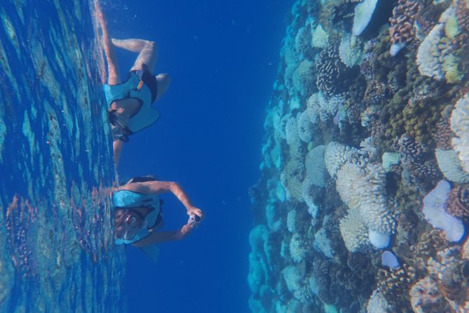 Small group snorkeling (5 people max): Turtles at 7:30am - Photos included, with a useful catch