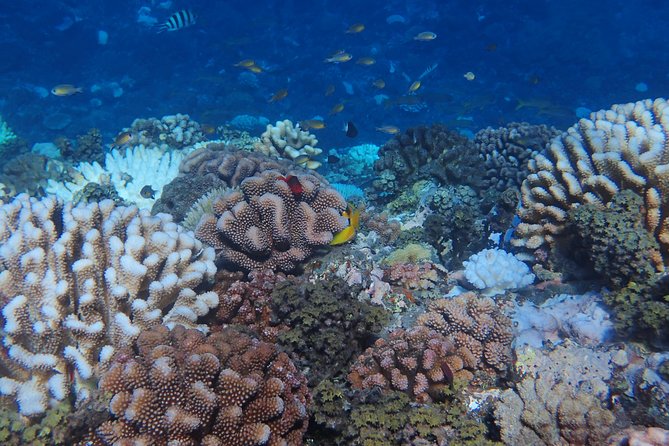 Small group snorkeling (5 people max): Turtles at 7:30am - How this compares with a larger snorkel boat