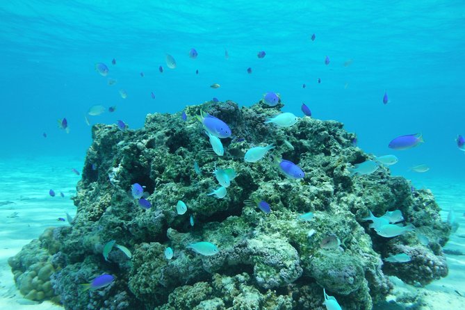 Small group snorkeling (5 people max): wrecks & tropical fishes at 1:00pm - How the small group changes the experience