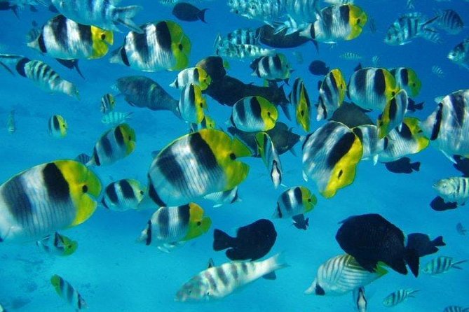 Small group snorkeling (5 people max): wrecks & tropical fishes at 10:30am - Weather is the main uncertainty