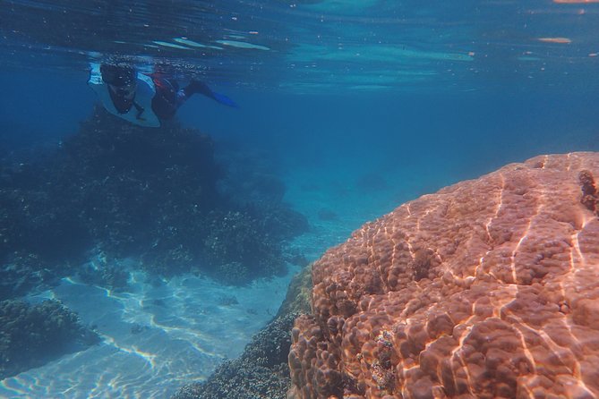 Small group snorkeling (5 people max): wrecks & tropical fishes at 10:30am - Who will like this experience most?