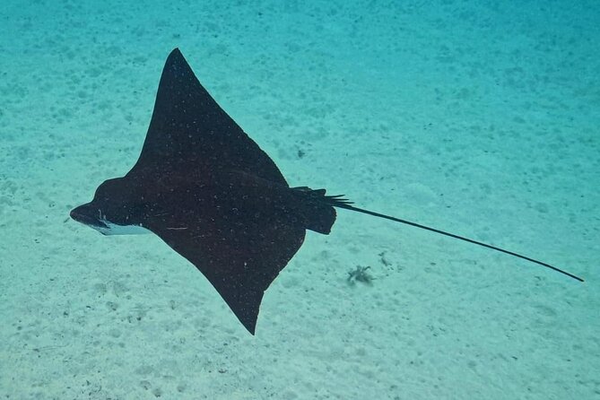 Snorkeling EN Small Group Tour in Tahiti - Faa’a and the search for eagle rays
