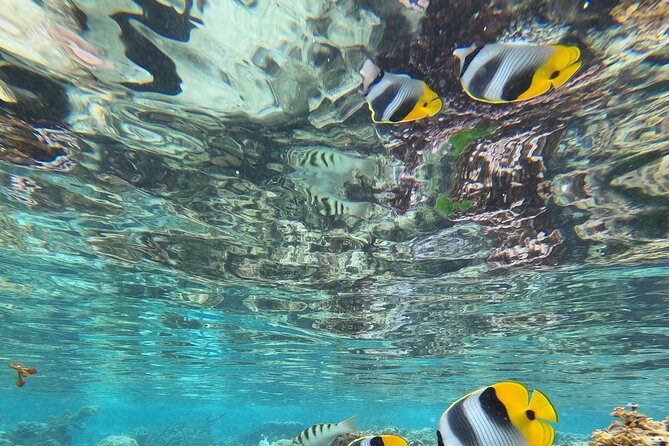 Snorkeling EN Small Group Tour in Tahiti - Coral gardens, tropical fish, and Tahiti’s wrecks
