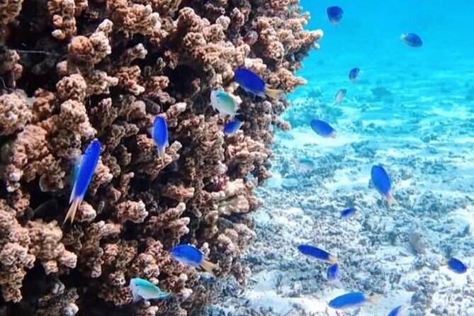 Snorkeling EN Small Group Tour in Tahiti - Is $168.83 a fair price?