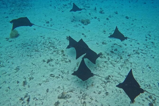 Snorkeling EN Small Group Tour in Tahiti - La Source and the three basalt peaks