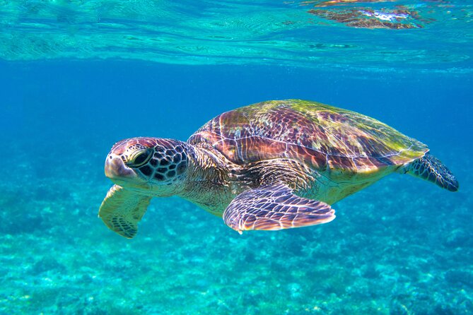 Snorkeling EN Underwater Scooter in Tahiti - Coral gardens and Tahiti’s lagoon life