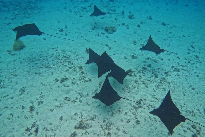 Snorkeling EN Underwater Scooter in Tahiti - How the three-hour format feels