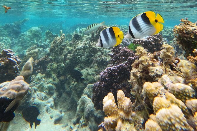 Snorkeling EN Underwater Scooter in Tahiti - What the $168.83 price includes