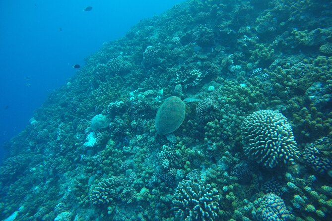 Snorkeling EN Underwater Scooter in Tahiti - Who will enjoy this Tahiti activity most