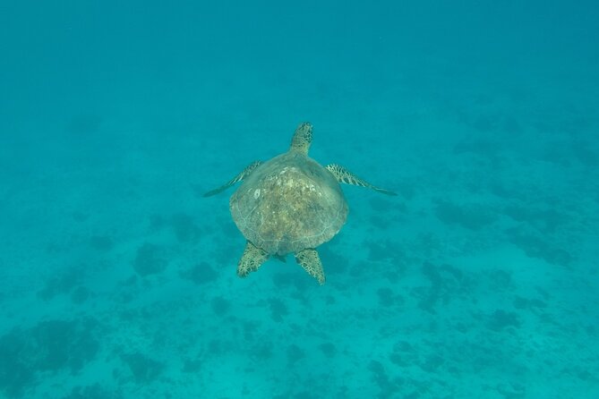 Snorkeling excursion and encounter with marine fauna in Moorea - The ray and blacktip reef shark encounter