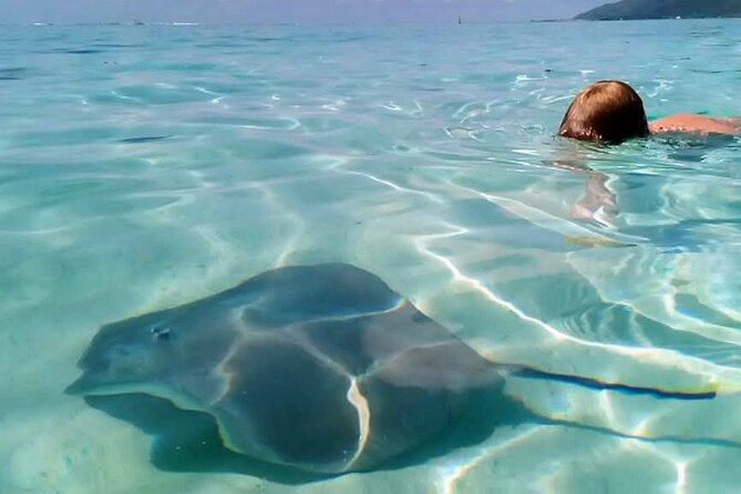 Snorkeling excursion and encounter with marine fauna in Moorea - The final snorkeling area and the turtle search