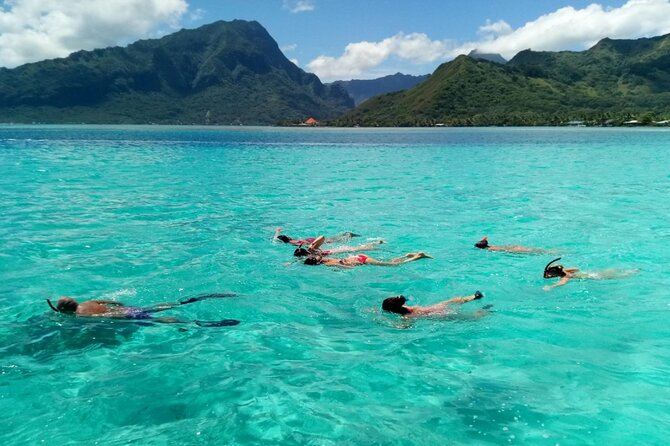 Snorkeling excursion and encounter with marine fauna in Moorea - What the $131.18 price buys you