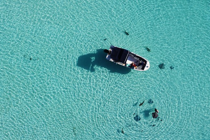 Snorkeling excursion, discovery of the lagoon, small group. - What the wildlife experience is really like