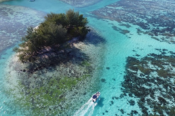 Snorkeling excursion, discovery of the lagoon, small group. - Should you book Alex Lagoon Tours Moorea?