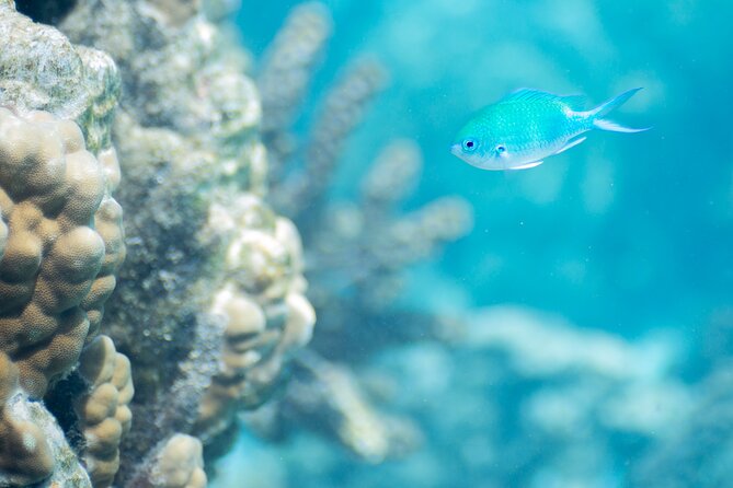 Snorkeling immersion in the wonders of Tahiti - Why Tahiti’s lagoon makes this a good snorkeling choice