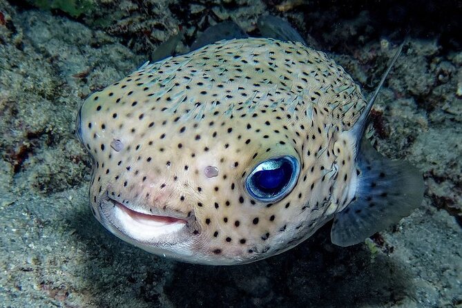 Snorkeling immersion in the wonders of Tahiti - Who will enjoy this most