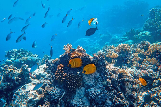 Snorkeling immersion in the wonders of Tahiti - What happens from the 2:00 pm meeting time
