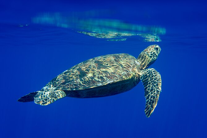 Snorkeling picnic in 4h30 with lunch in Tahiti - A 4.5-hour tour built around Tahiti’s lagoon