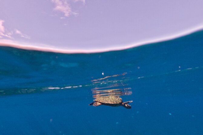 Snorkeling picnic in 4h30 with lunch in Tahiti - What the boat ride means for your day