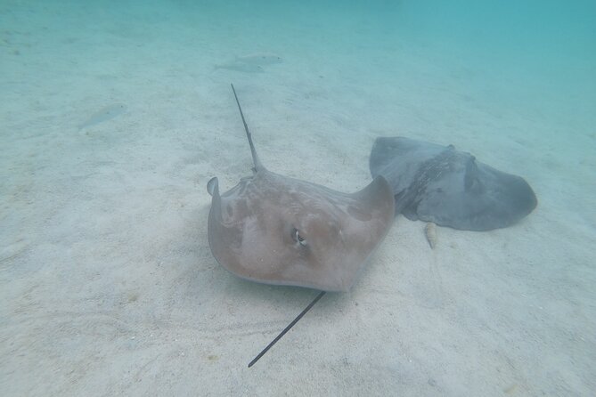 Snorkeling picnic in 4h30 with lunch in Tahiti - Swimming ability and getting back aboard