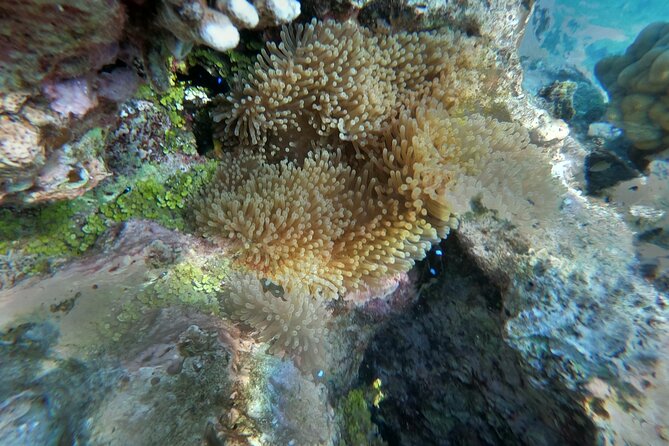 Snorkeling picnic in 4h30 with lunch in Tahiti - Rays at the white sandbar