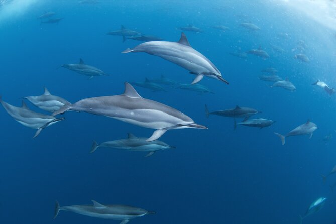 Snorkeling Safari Moorea (Half Day Tour) - The coral garden and tropical fish