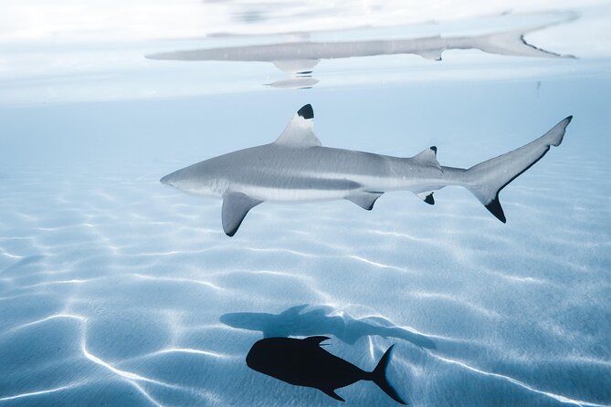Snorkeling Safari Moorea (Half Day Tour) - What the $150.48 price means