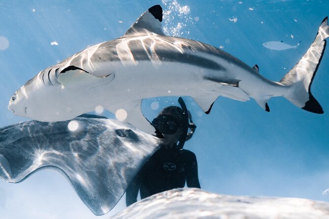 Snorkeling Safari Moorea (Half Day Tour) - Dolphin watching along Moorea’s coast