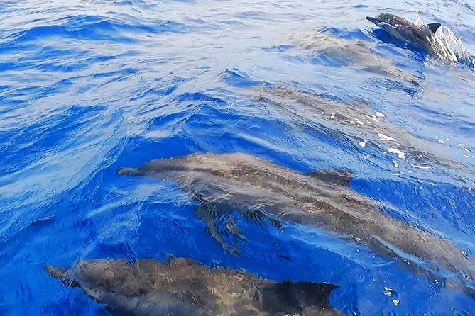 Snorkeling Tour in Moorea Aquatic Adventure Half Day - Drinks and gear included during the half-day
