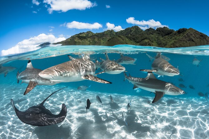 Snorkeling Tour in Moorea Aquatic Adventure Half Day - A good fit for beginners and confident snorkelers