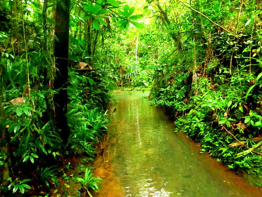 Suva: Fijian Nature and Waterfall Tour - What your private guide adds