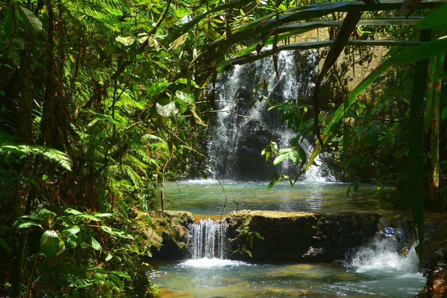 Suva: Fijian Nature and Waterfall Tour - The rainforest walk and its real demands