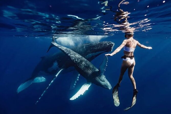 Swim in Moorea with Humpback Whales and More - Why Moorea’s whale season is the main event