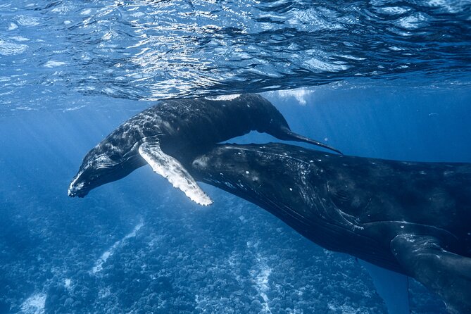 Swim in Moorea with Humpback Whales and More - A careful approach to entering the water