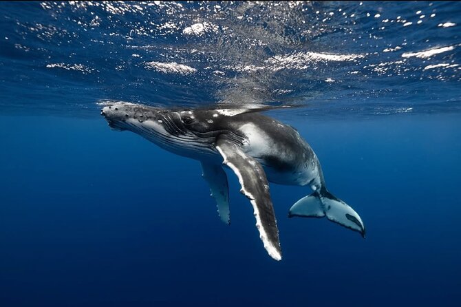 Swim in Moorea with Humpback Whales and More - The crew, including Robert and Mareva