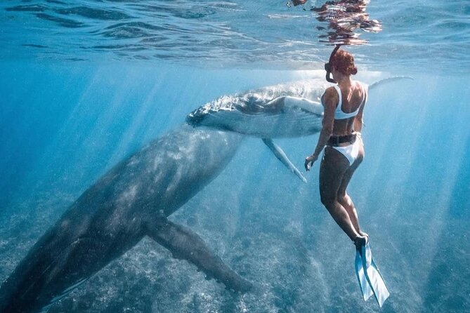 Swim in Moorea with Humpback Whales and More - What is included for $412.98