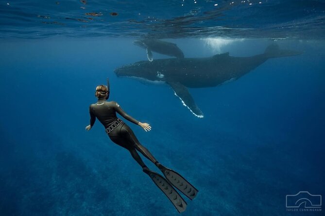 Swim in Moorea with Humpback Whales and More - Wildlife encounters and honest expectations