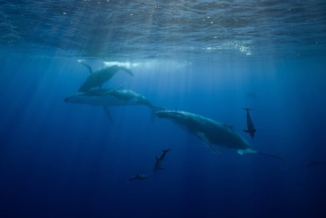 Swim in Moorea with Humpback Whales and More - Should you book the Moorea whale swim?