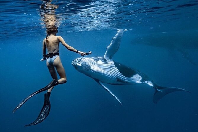 Swim in Moorea with Humpback Whales and More - What four hours on the boat may look like