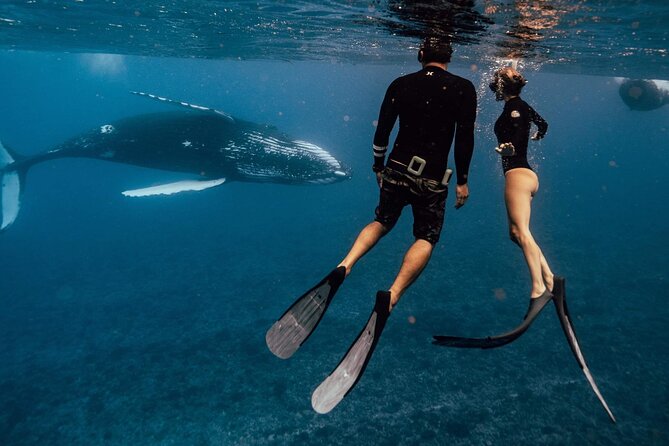 Swim with humpback whales - Meeting Moorea’s humpback whales in open water