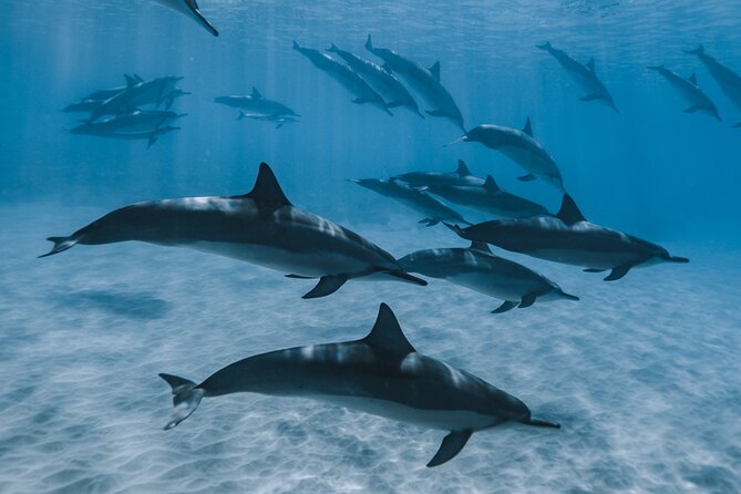 Swim with humpback whales - Transport, timing, and what the morning is like