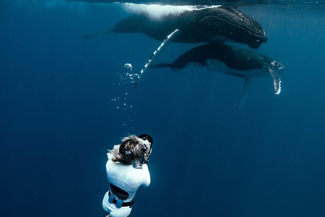 Swim with humpback whales - What the whale swim feels like