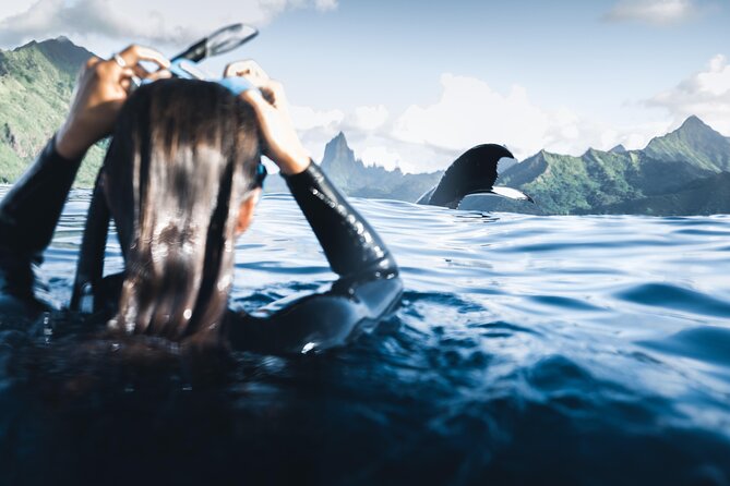 Swimming with Whales in Moorea (Half Day tour) - What this Moorea whale trip is really like