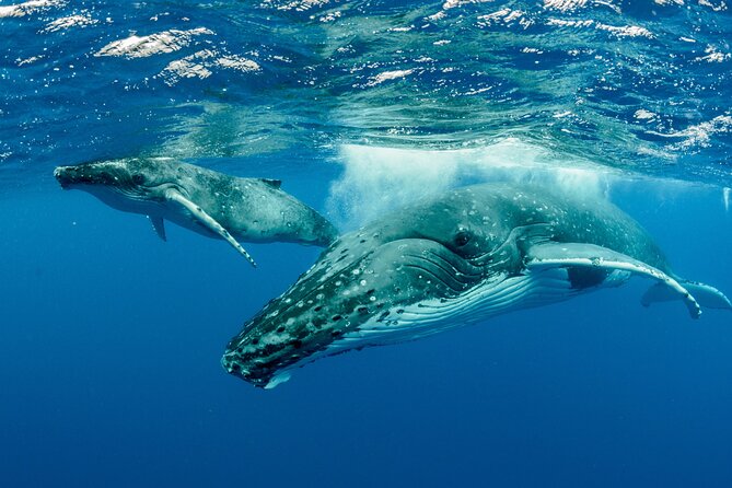 Swimming with Whales in Moorea (Half Day tour) - From the boat to the water